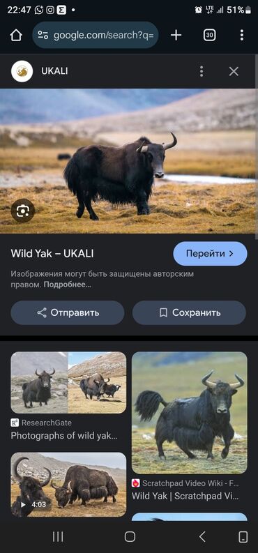 Животные: Продаю | Корова (самка), Бык (самец), Тёлка | Осеменитель, Племенные