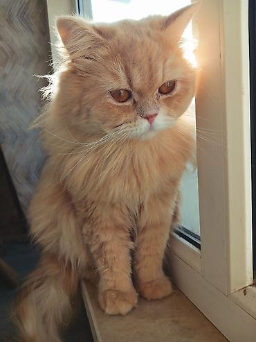 Кошки: Persik adlı pişik üçün sevgi dolu ev axtarılır 🧡🐾 Pisiyin 1 yaşı var — 1