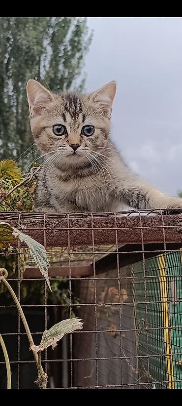 отдам в добрые руки кошку: Скотиш Страйт (Шотландская прямоухая), 2 месяца, Мальчик, Золотая шиншилла, Приучена к лотку, Проглистована — 3