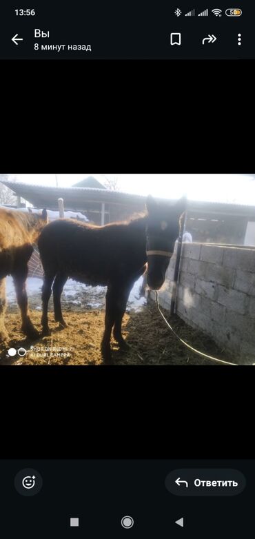 Лошади, кони: Продаю | Жеребенок | Рабочий — 8