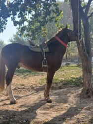 декоративные кролики: Другие животные