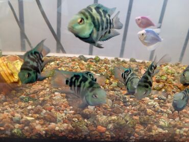 аквариум с рыбками: РЫБКИ ПАПУГАИ СРЕДНИЕ МАЛЬКИ 
ПО 100 СОМ КАЖДАЯ