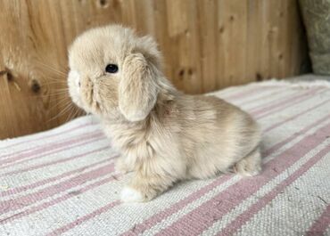Inəklər, öküzlər: 🐰 Mini Holland və Şotland Lop dovşanlar satışdadır! Tam sağlam, aktiv