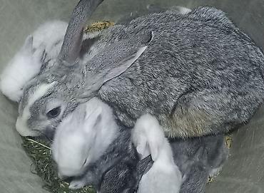 Dovşanlar: Salam. dovsan balalari tek ve top satilir — 20