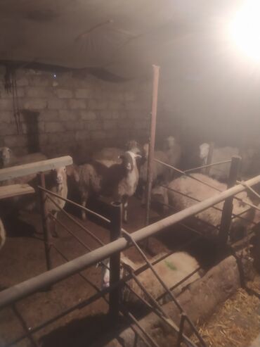 Qoyunlar, qoçlar: Qoyun sürüsü satılır - Növ: yerli qarışıq (ağ və qəhvəyi rəngli, uzun — 2