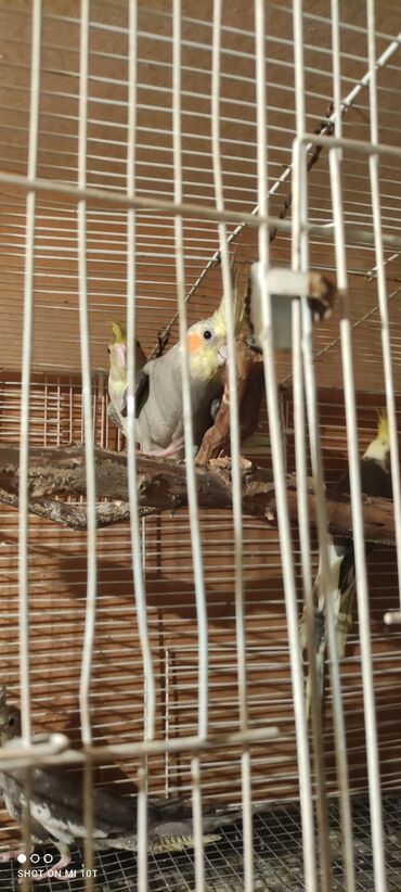 Птицы: Temiz Qan Dağıstan Sorti Damazdiq Korelalar 4/5 Balaya Baxib