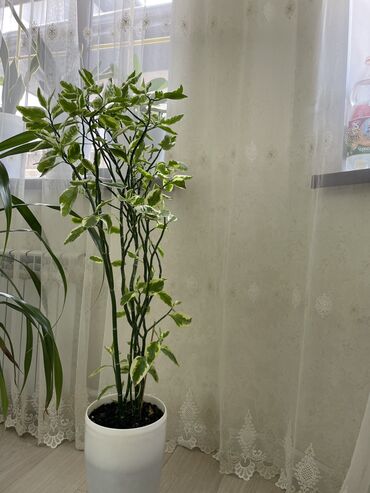 Другие комнатные растения: В наличии 2шт
Каждая по 3000с 
Торг уместен