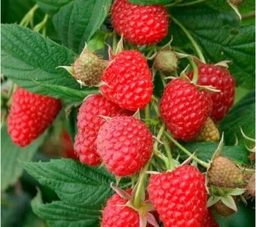 саженцы клубника опт, саженцы клубника от производителя, купить саженцы клубники оптом, саженцы клубники оптовая, саженцы клубники партия, саженцы клубники азия опт, саженцы клубники азия производитель, саженцы клубники альба опт, саженцы клубники прими п: Көчөттөр : Малина, Өзү алып кетүү, Акылуу жеткирүү