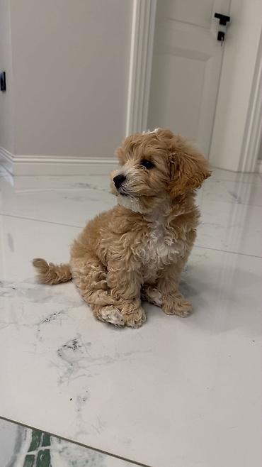itlərin satşı: Maltipoo 3 ayliq erkek satilir — 4