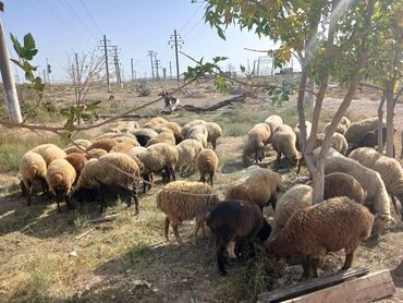 balasına süd verməyən qoyun necə adlanır: Dişi, il: 4