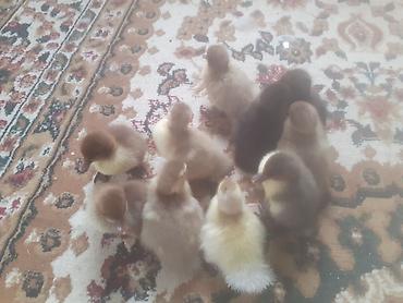 cucə satisi 2021: Salam .10 dene ordek balasi biri 2 manat . boyuk erkek diri ceki 5 kg — 3