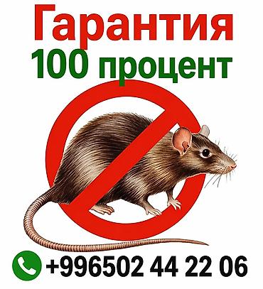 дезинфекция крыс: Дезинфекция, дезинсекция, | Мыши и крысы, | Квартиры — 1