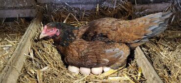 Xoruzlar: Xoruz, Heyratı, il: 1, Ünvandan götürmə — 3