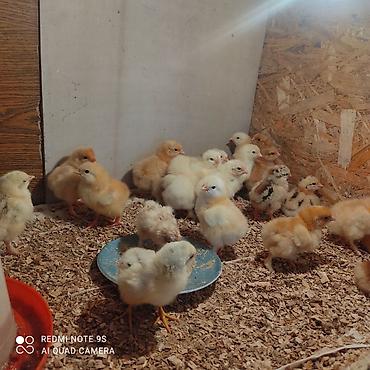 Куры, петухи: Продаю | Цыплята | Кучинская | Для разведения at lalafo.kg — 6 Куры, петухи: Продаю | Цыплята | Кучинская | Для разведения — 6