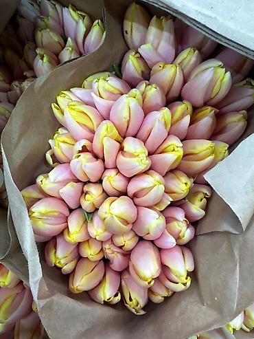 Букеты из живых цветов: Тюльпан оптом и в розницу,Тюльпаны срезанные, сортовые, упаковка по — 8