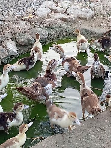 ordəy balası: Salam lal indukladi 33 edirdi böyde var içinde 6 manata balacalar — 6