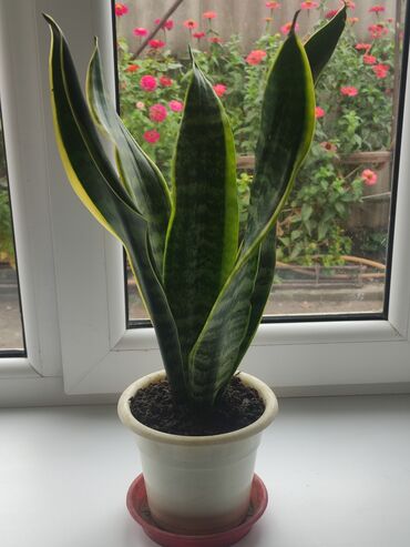 офисные растения: Башка бөлмө өсүмдүктөрү