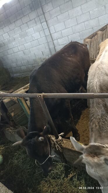 Коровы, быки: Продаю | Корова (самка) | Алатауская | Для разведения | Искусственник