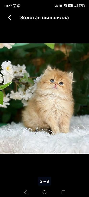 Pişiklər: Britan — 9