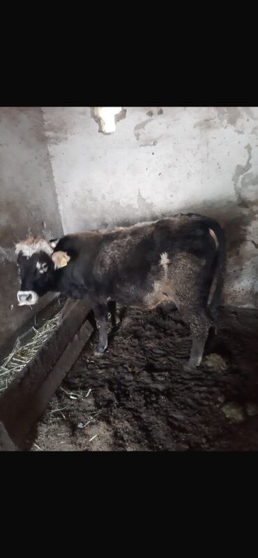 наполнитель для животных: Продаю | Бык (самец) | Полукровка | На откорм