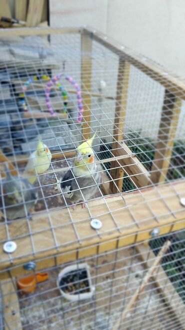 Tutuquşları: 2 disi 1 ərkek 1 yaşları var qefesle bir yerdə satılır qəfəsin uzunu — 12