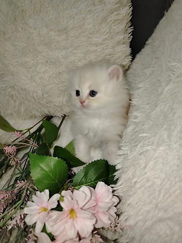 Pişiklər: Şotland — 1