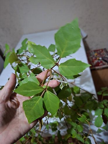 коралы: Винтовая пальма панданус, большое двухлетнее растение 500 сом — 7