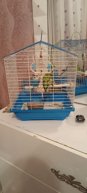 той пудель цена: Budaqlar üçün qəfəslə birlikdə iki dalmatin büdcı (papuqay) dəsti at lalafo.az той пудель цена: Budaqlar üçün qəfəslə birlikdə iki dalmatin büdcı (papuqay) dəsti