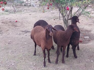 qoyun qiymetleri: Salam qala quzuları satılır 4 dənə erkəy quzulardı super cınsdilər