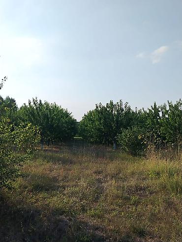şəkidə torpaq: 180 sot Kənd təsərrüfatı, Su — 2