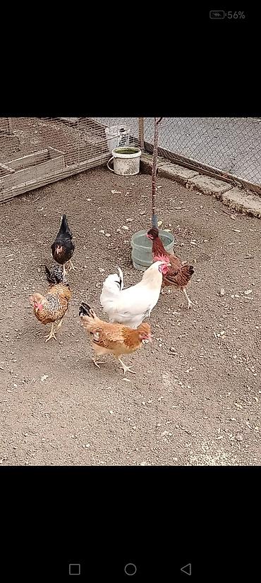 Toyuq, Yumurtalıq