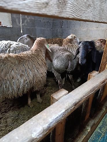 Баран, овца: Продаю | Овца (самка) | Для разведения | Осеменитель — 5