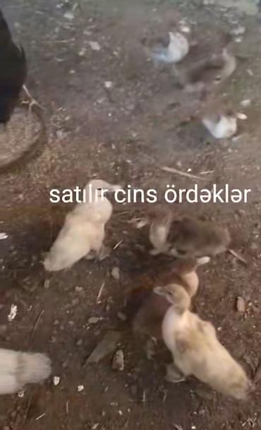 lal ördək: Satılır: cins ördəklər Məhsul təsviri: - Cins ördək balaları, sağlam — 2