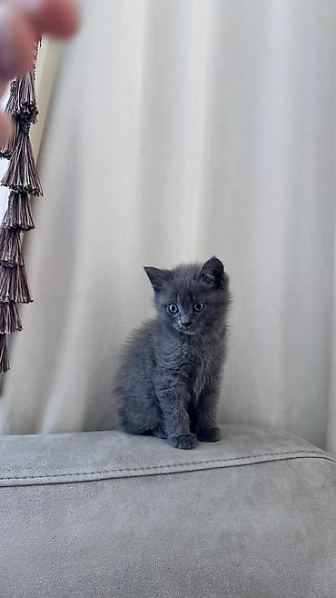 кошка вислоухие: Чистокровный Британский котенок Отдадим за символическую цену! — 2
