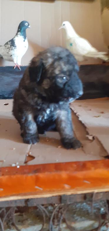 İtlər: Alman çoban iti, 1 ay — 16