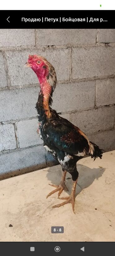 с переездом: Дакан атлас короз сатылат активный алмашу жолдору бар адрес Заря