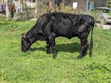 фиолетовая корова pdf: Продаю | Корова (самка) | Для разведения, Для молока