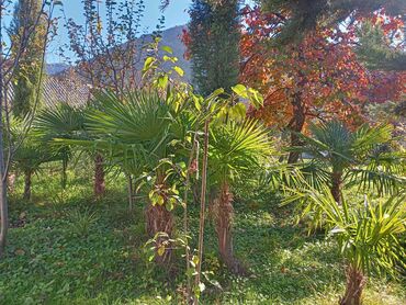 Ağaclar: Məhsul: Bağ və landşaft üçün dekorativ palma və iynəyarpaq — 2