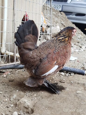 Toyuqlar: Toyuq, Damazlıq, Ünvandan götürmə — 11