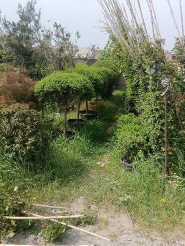 Şitillər: Qazon landşaft #qazon #torf #torf250litrlik Ekolayf #ekolayf balaken — 20