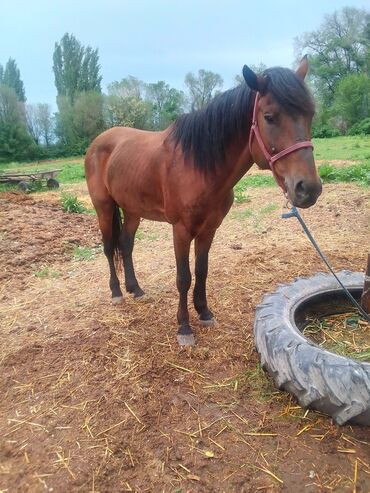 Лошади, кони: Продаю | Конь (самец), Жеребец | Английская, Полукровка | Для разведения, Рабочий, Конный спорт | Племенные — 12
