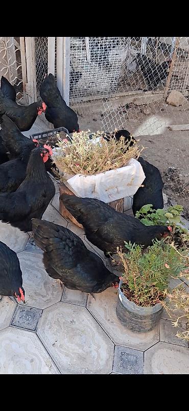 Şəkildə gördyünüz avstrolop toyuqların yumurtası satlır tam mayalı və