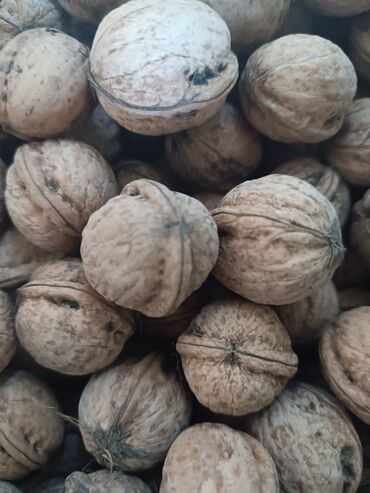 гретский орех: Продаю орехи цена за килограмм