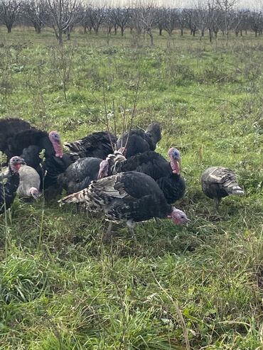 Hinduşka: Erkək, Ətlik, Ünvandan götürmə — 5