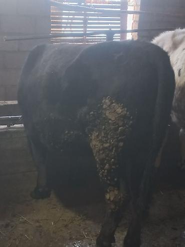 Коровы, быки: Продаю | Бык (самец) | На откорм | Привязанные — 6