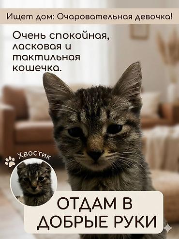 black cat: Кошка даром: Беспородная, 1 месяц, Девочка — 1