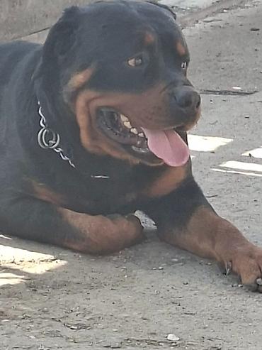 Psi: Rotvajler žensko štene oštećena 21. oktobraa 2025. Primila sve — 9