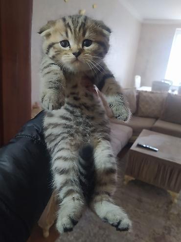 Pişiklər: Şotland — 1