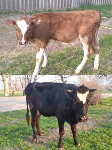коровы ангус: Продаю | Корова (самка) | Голштин | Для разведения, Для молока | Не стельные