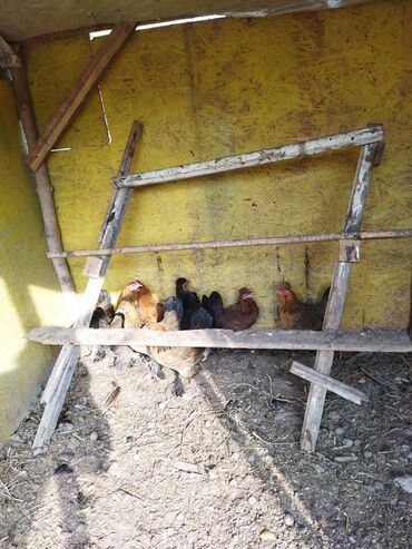 дом кошек: Продаю | Куры | Домашняя | Несушки